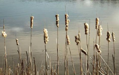Diverse Plants for Ponds or Stormwater Wetlands Image